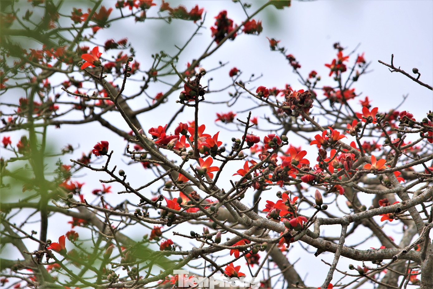 "Mỗi mùa hoa gạo nở, đủ loài chim kéo về đây hót ríu rít. Nhiều người đến Khu lưu niệm Đại thi hào Nguyễn Du cũng ghé qua cây gạo để ngắm hoa, chụp ảnh”, ông Thắng (trú huyện Nghi Xuân) cho hay.
