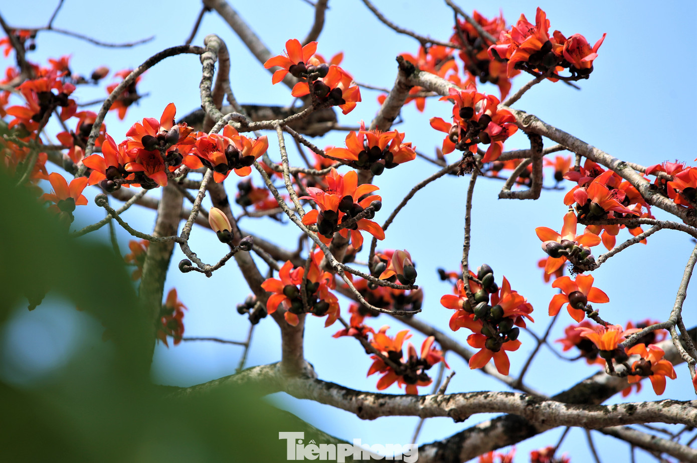 Hoa gạo không mọc sát nhau nhưng lại bung nở đỏ rực cùng một thời điểm. Có lẽ vì thế mà mỗi mùa hoa nở, cây cứ đỏ rực như đám lửa trên nền trời.