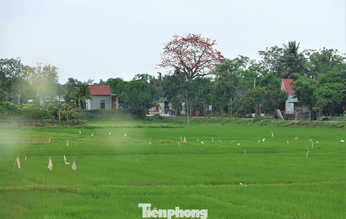 Không chỉ ở quê hương Đại thi hào Nguyễn Du, ở miền sơn cước Hương Sơn, Đức Thọ... cũng có những cây hoa gạo cổ thụ đang đua sắc đỏ giữa nền trời xanh và cánh đồng lúa bát ngát.