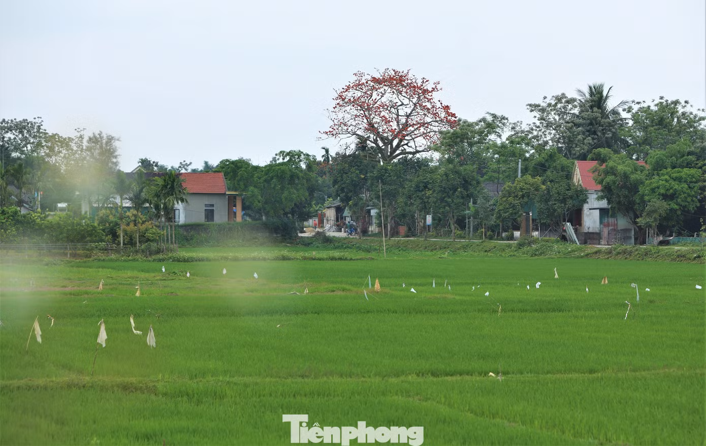 Không chỉ ở quê hương Đại thi hào Nguyễn Du, ở miền sơn cước Hương Sơn, Đức Thọ... cũng có những cây hoa gạo cổ thụ đang đua sắc đỏ giữa nền trời xanh và cánh đồng lúa bát ngát.