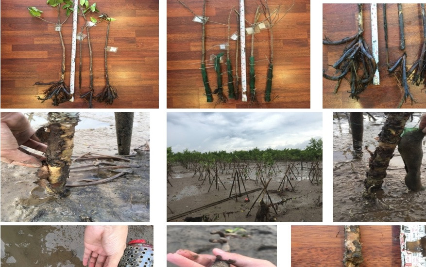 Ngoài ra, các nghiên cứu của ngành chuyên môn xác định khu vực rừng ngập mặn ở Hà Tĩnh bị chết đã ghi nhận có 18 loài sinh vật gây hại thuộc 15 giống, 13 họ trong 7 bộ. Trong đó có 5 loài giáp xác gây hại chính, đặc biệt loài giáp xác chân đều được xác định là nguyên nhân chính khiến rừng ngập mặn bị chết.