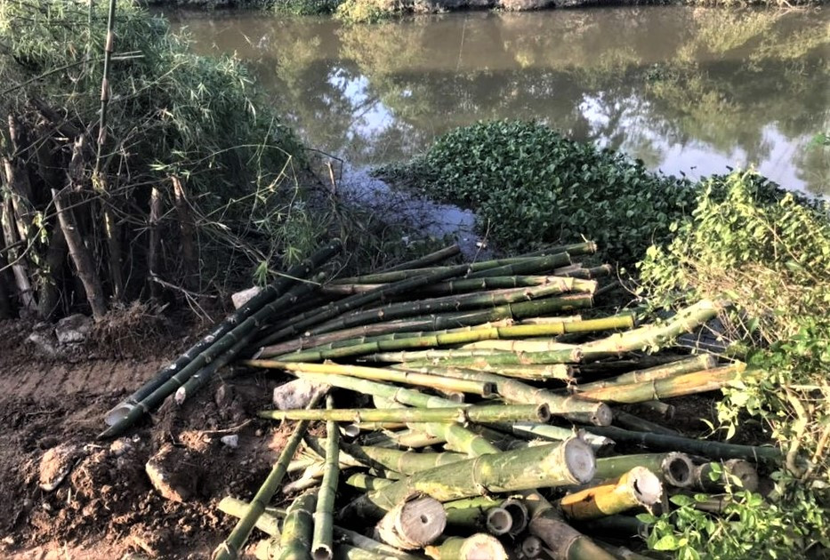 Cọc tre cũng được chuẩn bị sẵn, phục vụ việc “cứu” bờ sông đang bị sạt lở dần.