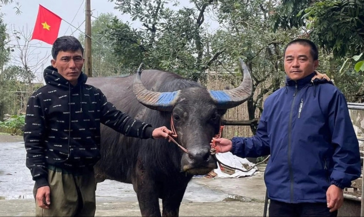 Con trâu được trao trả cho chủ nhân.