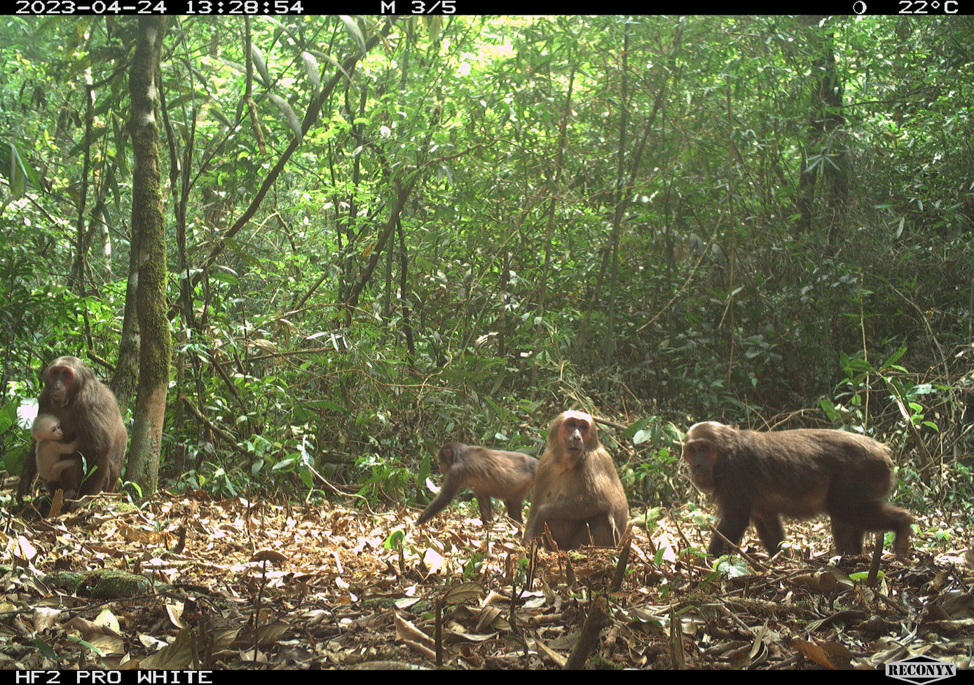 Rất nhiều cá thể khỉ mặt đỏ được phát hiện tại đây qua bẫy ảnh.