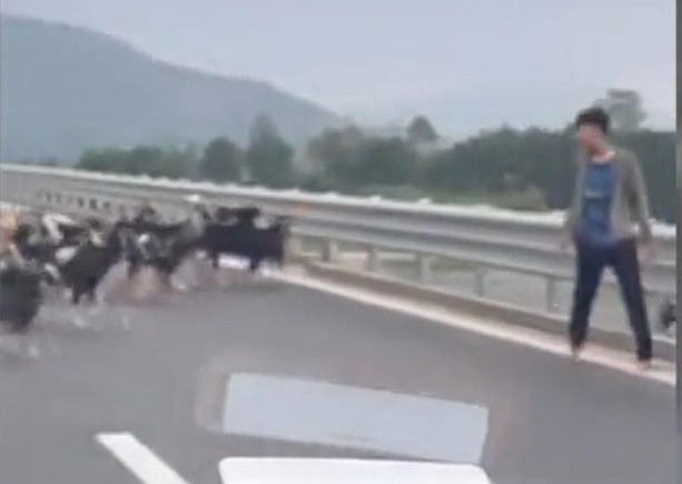 Đàn dê xuất hiện trên cao tốc Hàm Nghi - Vũng Áng. Đàn dê xuất hiện trên cao tốc Hàm Nghi - Vũng Áng.