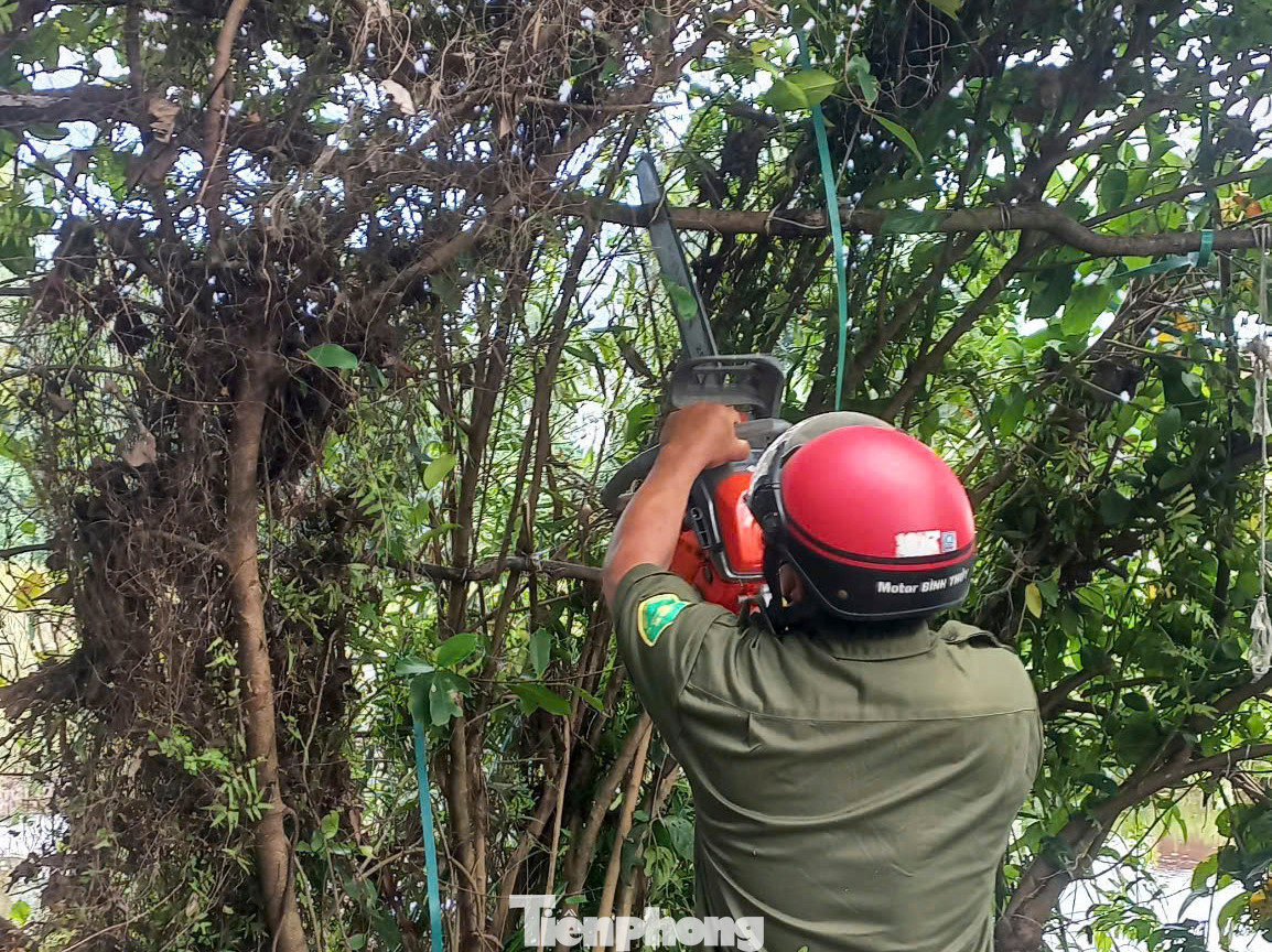 Các địa phương, ngành chức năng liên quan cũng thành lập các đoàn liên ngành kiểm tra, truy quét, gỡ bỏ các dụng cụ, thiết bị bẫy chim; phát hiện, xử lý các khách sạn, nhà hàng, quán ăn có kinh doanh dịch vụ ăn uống, các chợ, điểm mua, bán động vật hoang dã, chim di cư trên địa bàn.
