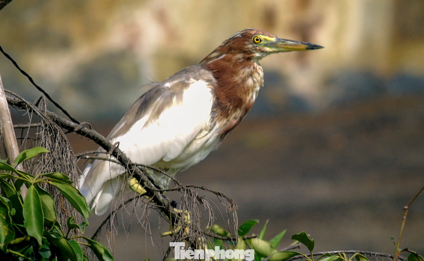 Từ tháng 9 hàng năm là thời điểm chim trời di cư tránh bão. Đây cũng là lúc một số người dân các xã ven biển Hà Tĩnh sử dụng "ma trận" bẫy để săn bắt chim trời các loài như cò, vạc, cói.