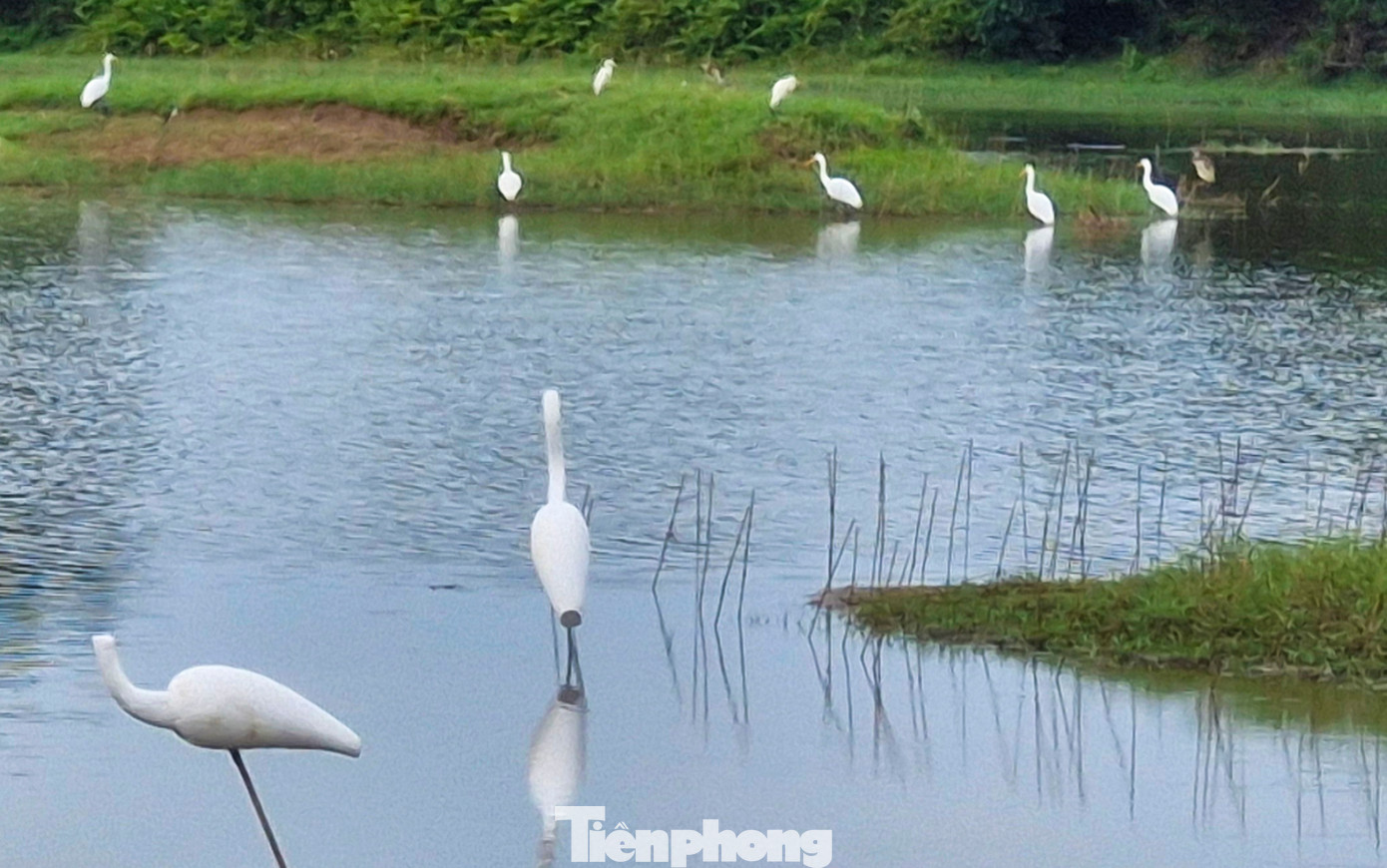 Bẫy keo dính dùng bôi lên thanh tre hoặc nhựa là loại siêu dính, chỉ cần lông chim chạm vào sẽ không thể thoát ra, càng vùng vẫy thì càng dính chặt hơn. Quanh vị trí các chim mồi là “thiên la địa võng” bẫy keo.