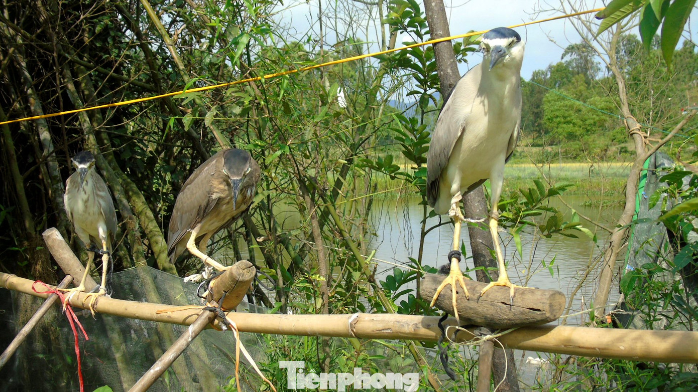 Mỗi vị trí, nhóm người đánh bắt chim sử dụng mồi dụ là chim giả bằng xốp hoặc các loại chim cò, cói, vạc... còn sống.