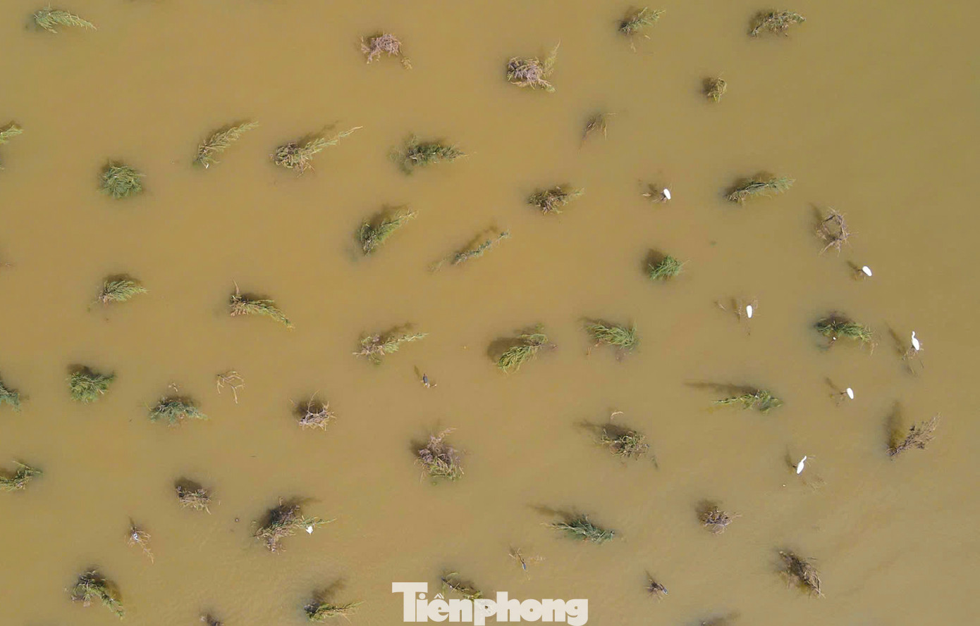 Mỗi vị trí, nhóm người đánh bắt chim sử dụng mồi dụ là chim giả bằng xốp hoặc các loại chim cò, cói, vạc... còn sống.