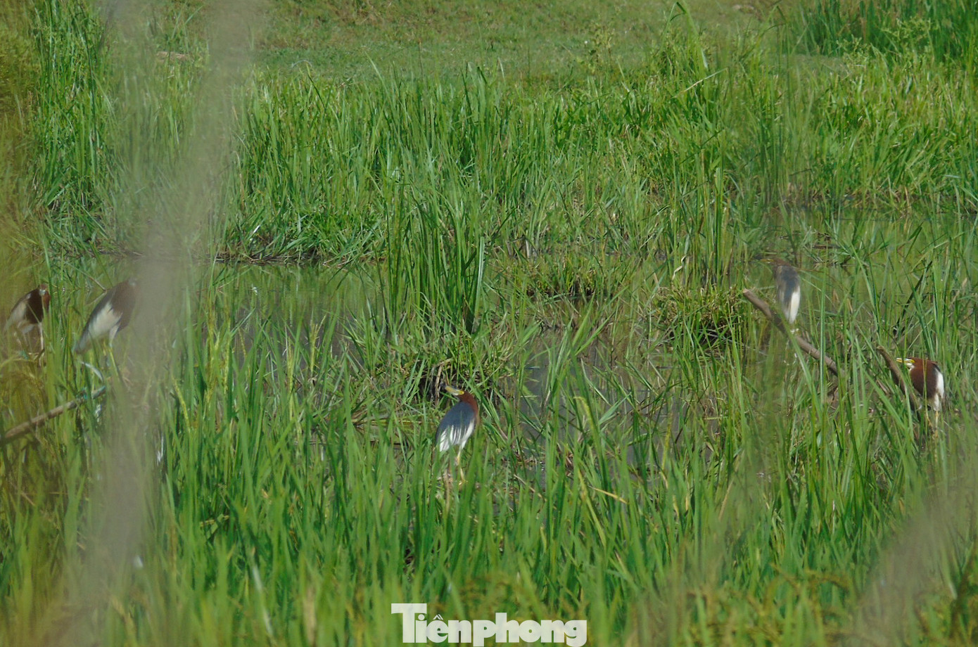Theo ghi nhận của PV Tiền Phong, dọc theo con đường ven biển các huyện Nghi Xuân, Lộc Hà, Cẩm Xuyên... có hàng nghìn hecta rừng cây, xen lẫn đầm phá. Nơi đây dù lực lượng chức năng đã ra quân tháo dỡ song vẫn còn tình trạng lén lút đặt hàng loạt điểm bẫy chim trời.