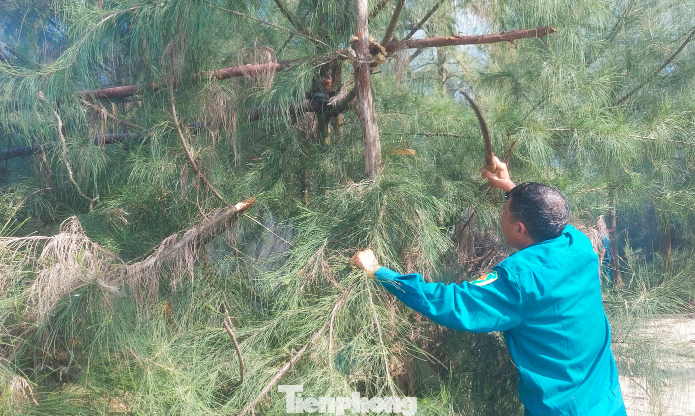 Các địa phương, ngành chức năng liên quan cũng thành lập các đoàn liên ngành kiểm tra, truy quét, gỡ bỏ các dụng cụ, thiết bị bẫy chim; phát hiện, xử lý các khách sạn, nhà hàng, quán ăn có kinh doanh dịch vụ ăn uống, các chợ, điểm mua, bán động vật hoang dã, chim di cư trên địa bàn.