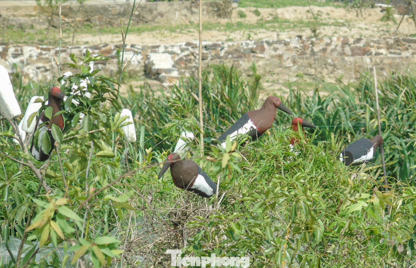 Mỗi vị trí, nhóm người đánh bắt chim sử dụng mồi dụ là chim giả bằng xốp hoặc các loại chim cò, cói, vạc... còn sống.