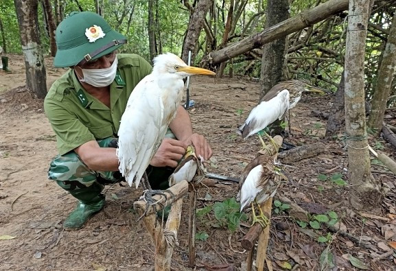 Người dân dùng chim mồi bẫy chim trời. Người dân dùng chim mồi bẫy chim trời.