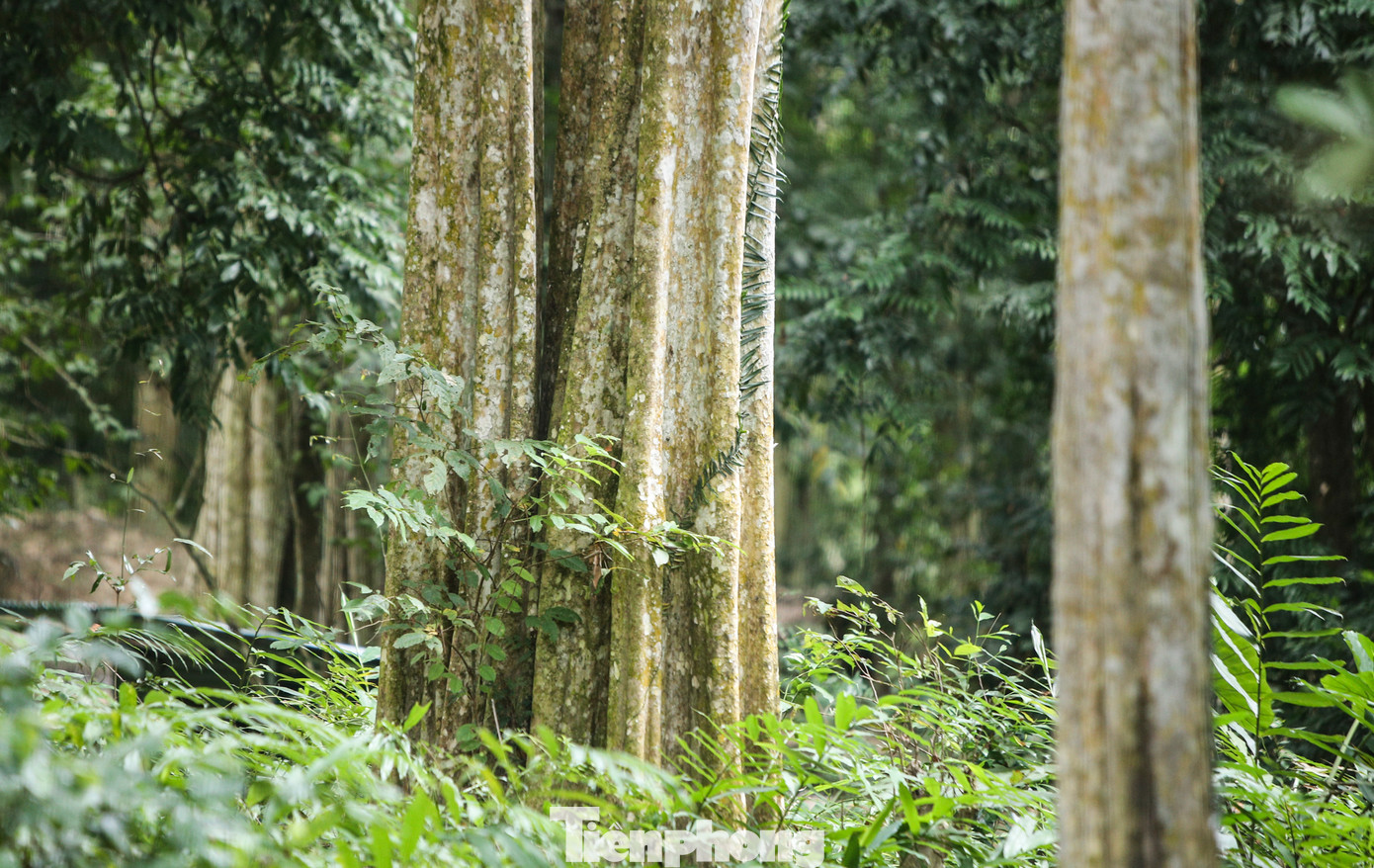 Theo người dân địa phương, cây săng lẻ phát triển chậm, những thân cây nơi đây cao 30-40m, cổ thụ, có gốc 2-3 người ôm cho thấy khu rừng đã tồn tại hàng trăm năm.