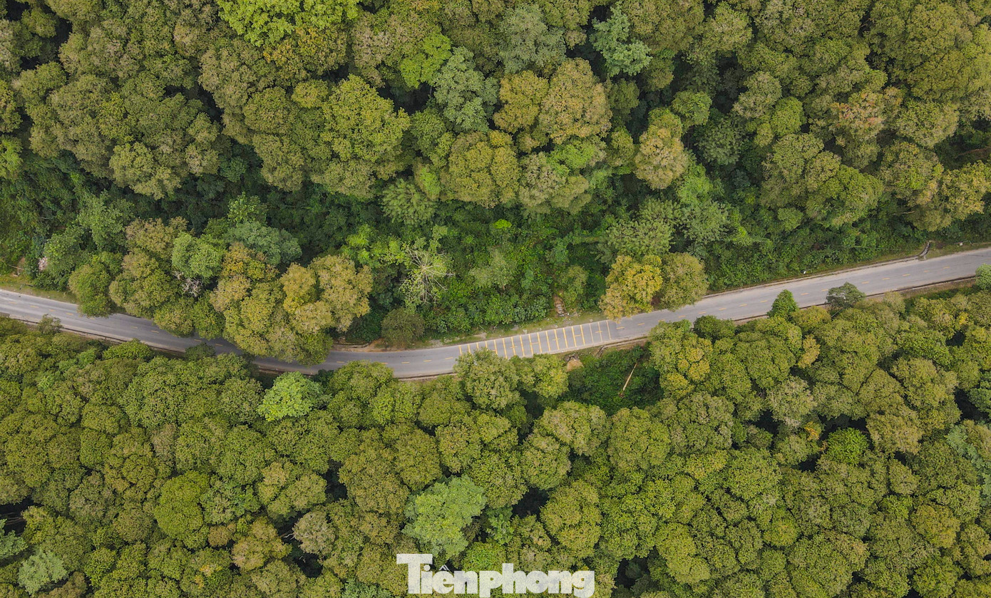 Săng lẻ thuộc họ bằng lăng, gỗ nhóm 5. Tên gọi săng lẻ là tên địa phương, còn tên khoa học là Lagerstroemiatomentsa Presl, thường có hoa tím nhỏ nở vào mùa hè. Săng lẻ phân bố rộng ở huyện Tương Dương và nhiều vùng khác của Nghệ An, nhưng đến nay đã bị khai thác gần hết, chỉ còn ở khu rừng Tam Đình.