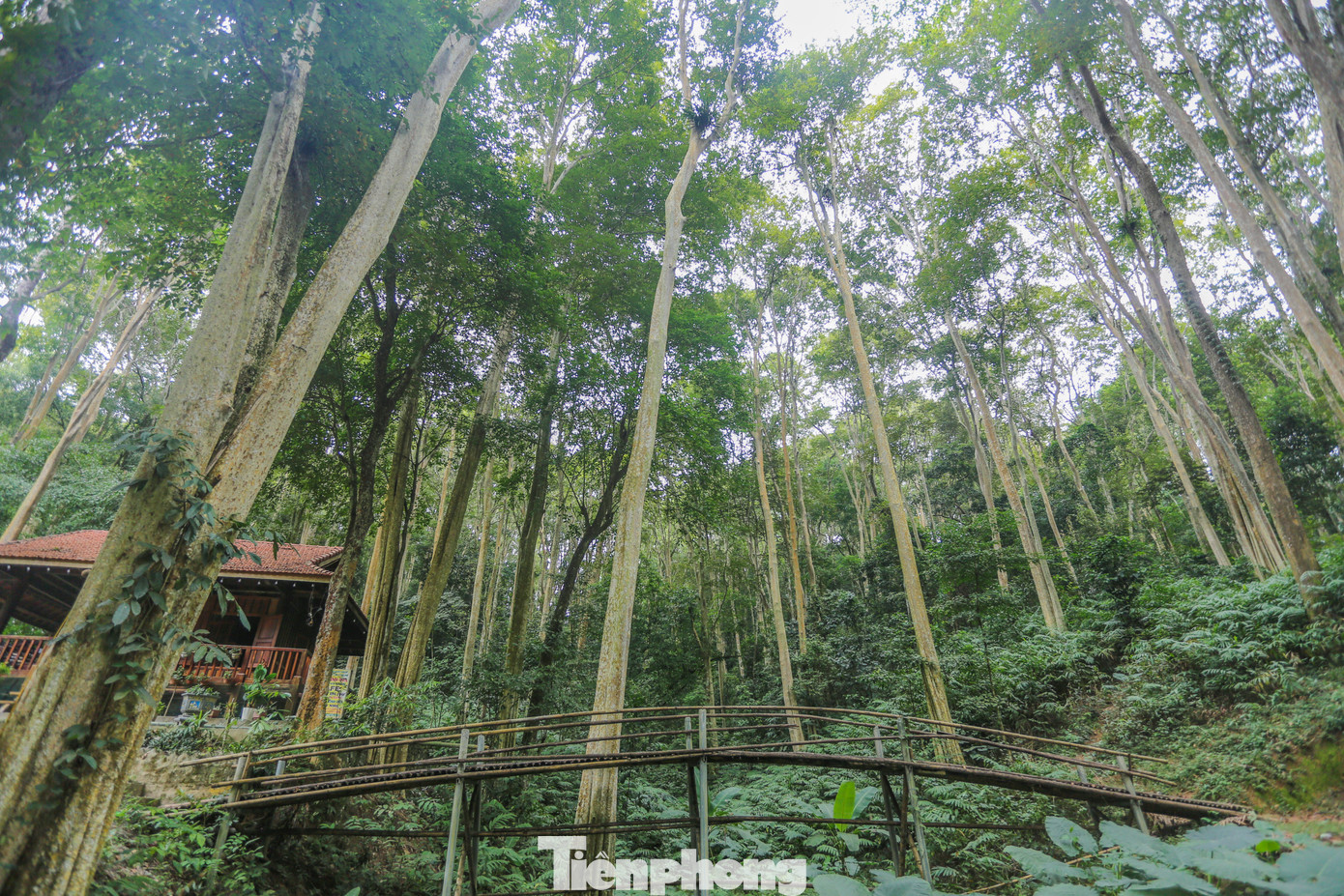 Khu rừng nguyên sinh với những cây cổ thụ, thẳng tắp, chen nhau hứng nắng.