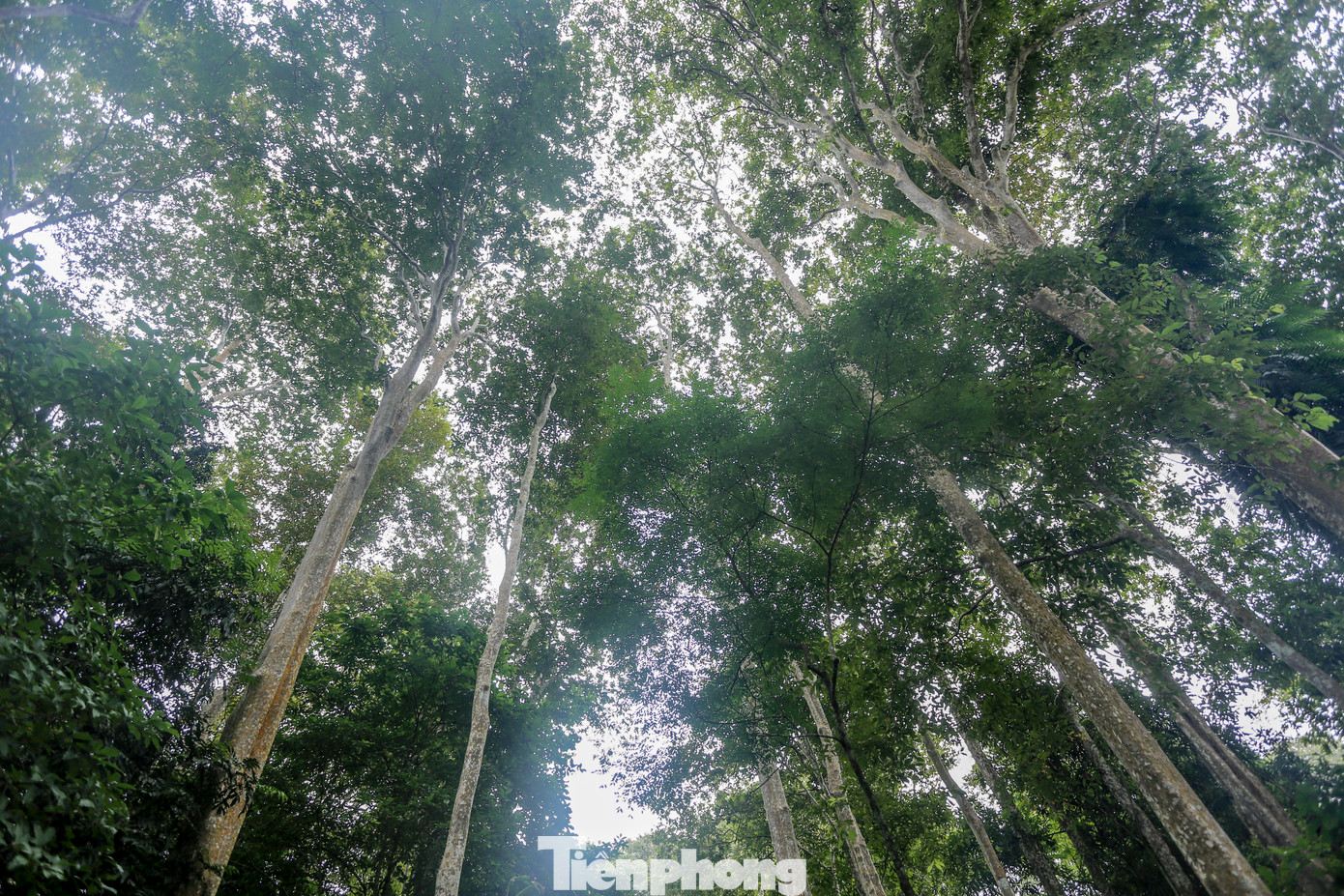 “Rừng được người dân miền Tây xứ nghệ chúng tôi xem là bảo bối, báu vật vô giá. Mùa nắng đi dưới tán rừng mát rượi, mùa đông, cây lá chuyển màu vàng tạo nên khung cảnh tuyệt đẹp”, người dân xã Tam Đình (huyện Tương Dương) chia sẻ.