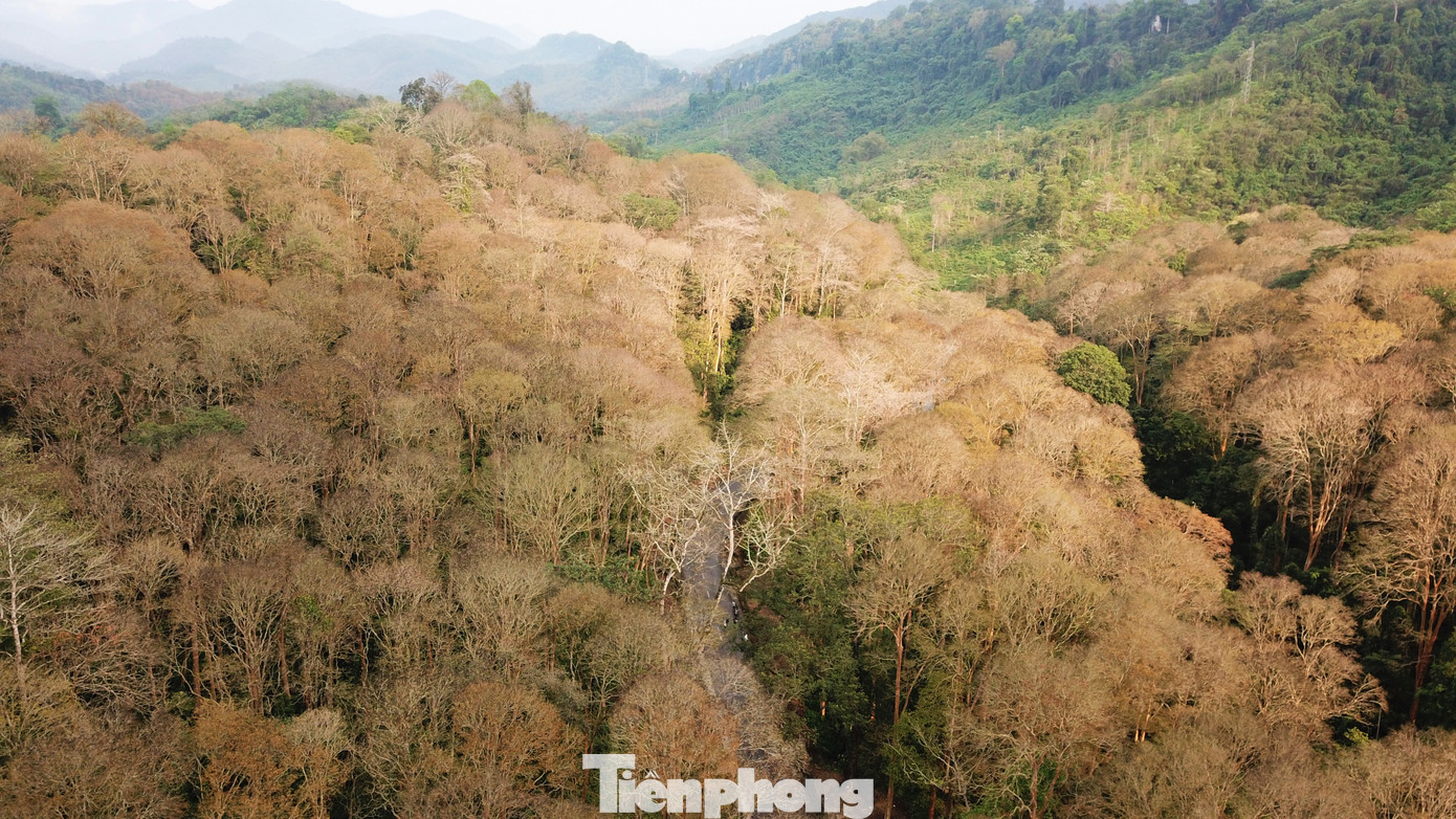 Mùa Đông, những tán rừng săng lẻ ngút ngàn lá vàng úa và rụng hết vào mùa Xuân.