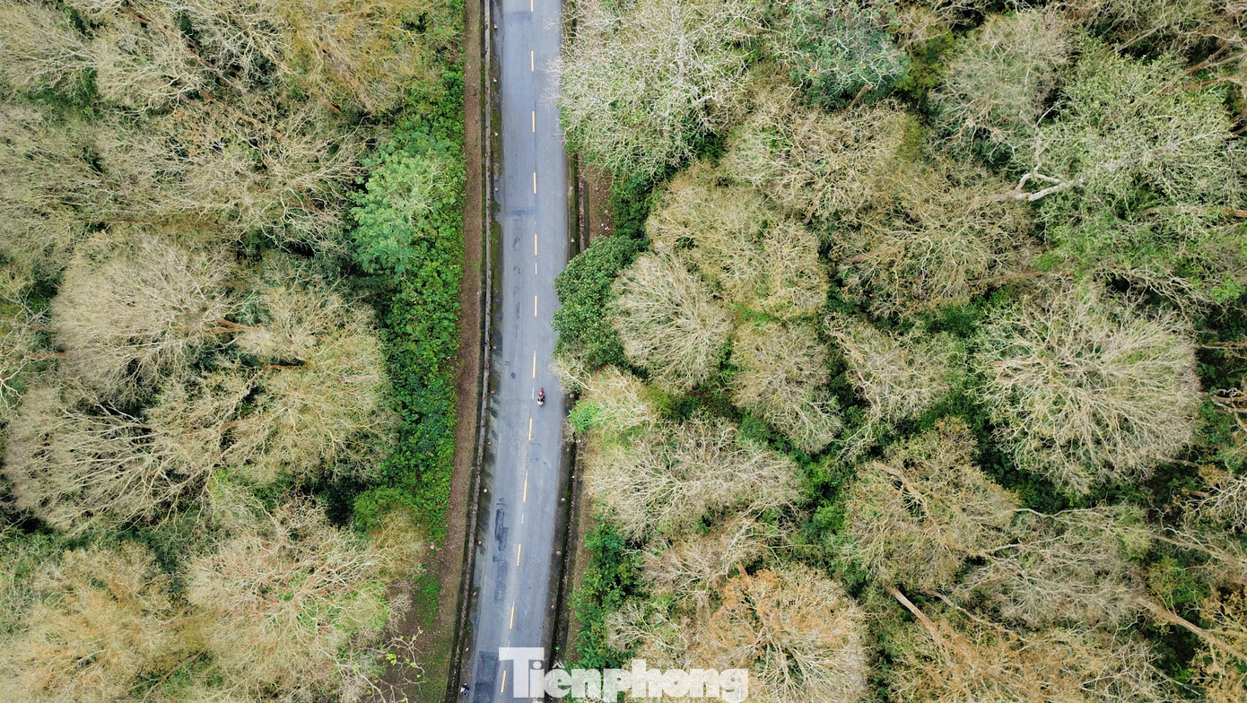 Với vẻ đẹp hoang sơ “hút hồn”, rừng Săng lẻ Tam Đình được du khách khắp nơi lựa chọn làm điểm dừng chân, check-in mỗi khi đi qua.