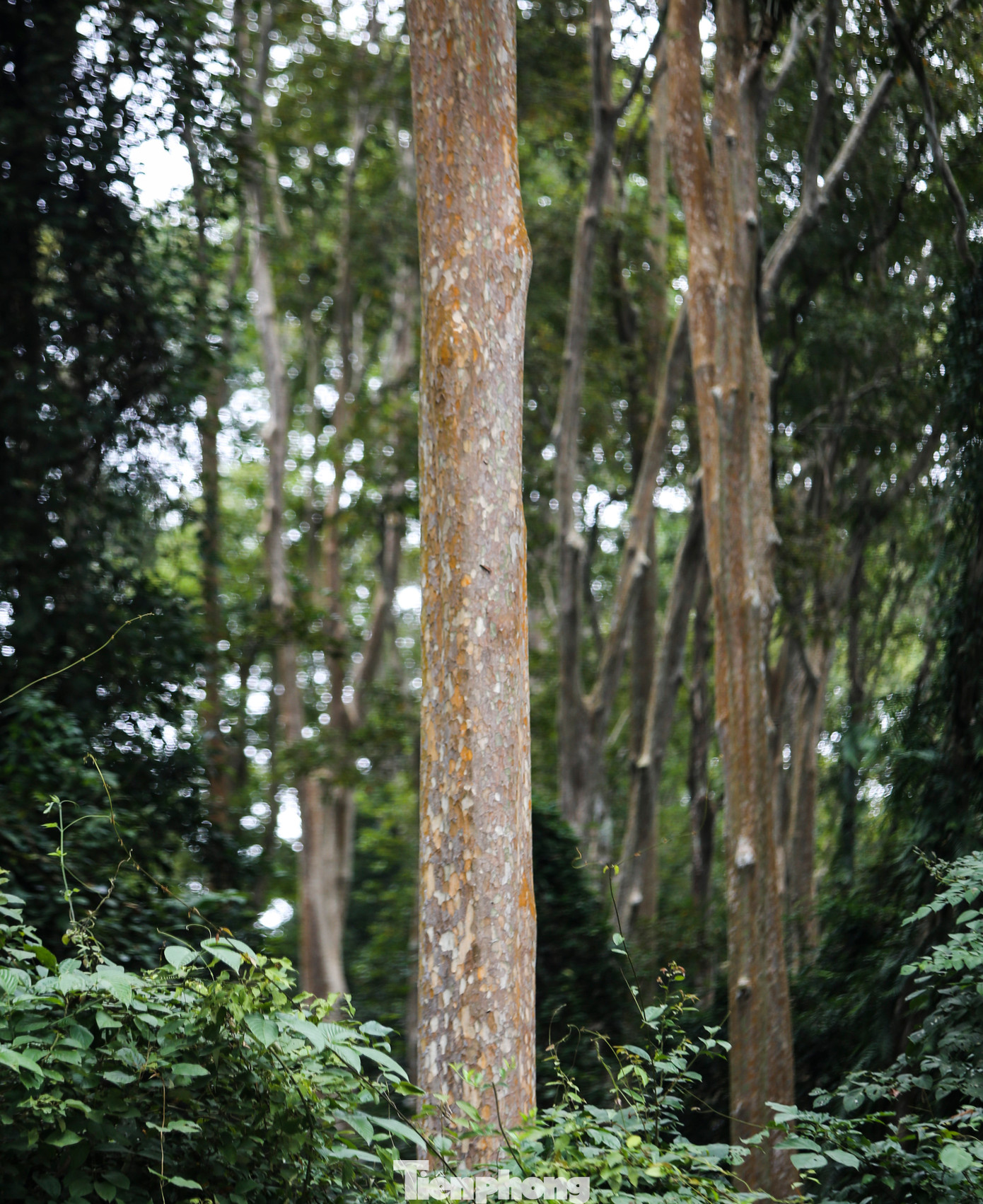 Có những cây đang trong quá trình sinh trưởng, thân mảnh khảnh đan xen cây cổ thụ, tạo thành bức tranh tự nhiên với những hình ảnh so le, đẹp mắt.