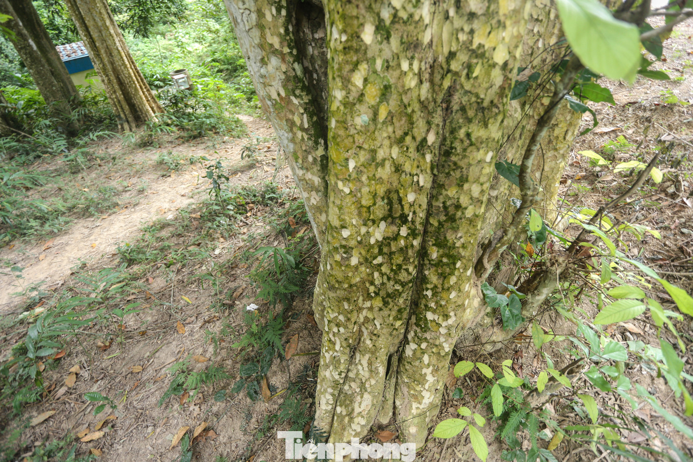 “Rừng được người dân miền Tây xứ nghệ chúng tôi xem là bảo bối, báu vật vô giá. Mùa nắng đi dưới tán rừng mát rượi, mùa đông, cây lá chuyển màu vàng tạo nên khung cảnh tuyệt đẹp”, người dân xã Tam Đình (huyện Tương Dương) chia sẻ.