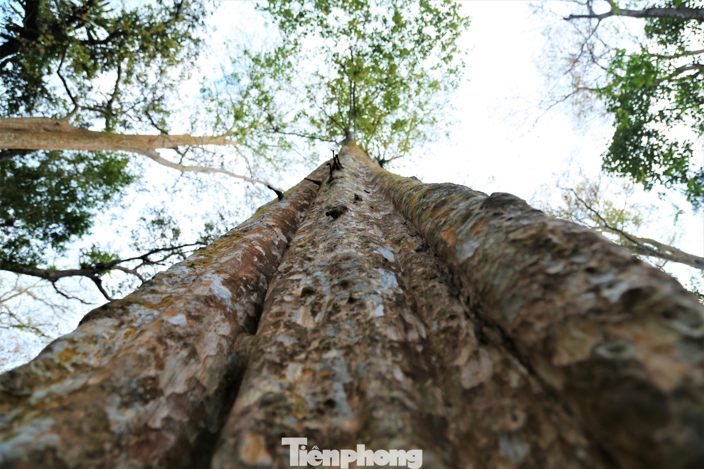 “Rừng được người dân miền Tây xứ nghệ chúng tôi xem là bảo bối, báu vật vô giá. Mùa nắng đi dưới tán rừng mát rượi, mùa đông, cây lá chuyển màu vàng tạo nên khung cảnh tuyệt đẹp”, người dân xã Tam Đình (huyện Tương Dương) chia sẻ.