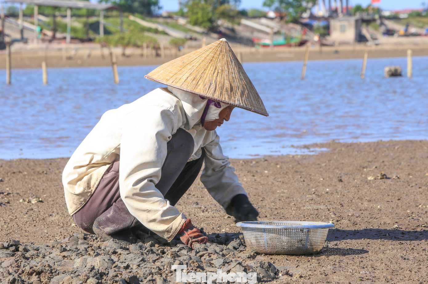 “Việc thu hoạch ngao dựa theo con nước lên xuống nhưng thời tiết nắng nóng sẽ vất vả hơn nhiều”, ông Hân chia sẻ.