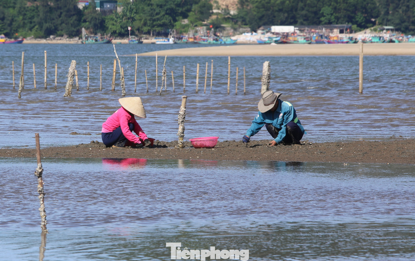 Trên các ruộng ngao ở xã Cẩm Nhượng (huyện Cẩm Xuyên), ông Phạm Hân (73 tuổi) “đội nắng” thu hoạch lứa ngao để xuất bán cho thương lái.