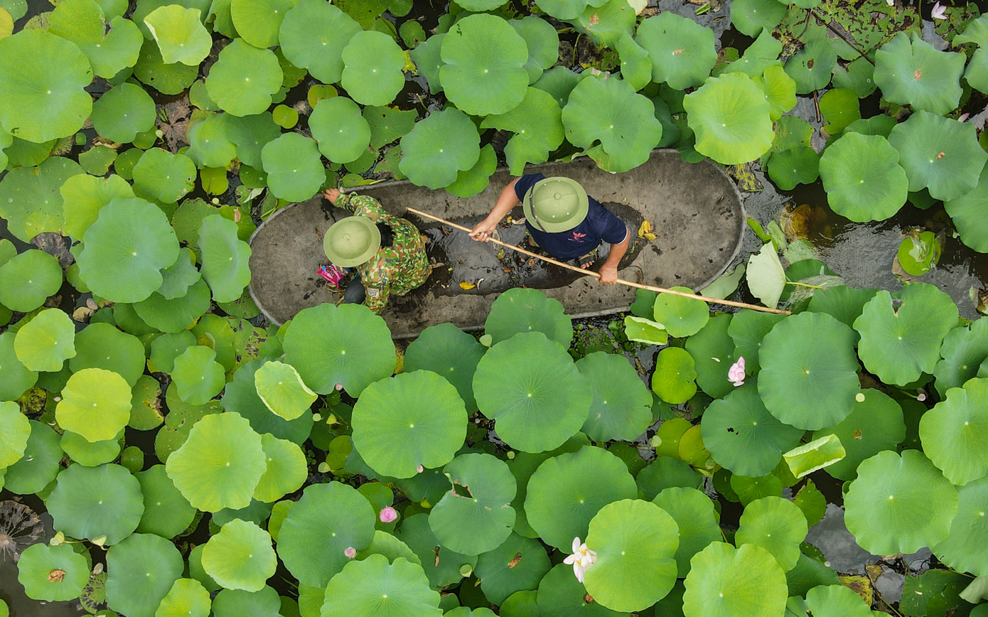 Tại cánh đồng Đồng Múc ở xã Tiên Điền (xã Xuân Mỹ, huyện Nghi Xuân cũ), những đầm sen rộng cả ha đang đua sắc khoe nở.