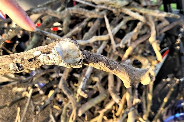 Sau gần 2 năm, nguyên nhân rừng ngập mặn chết chưa được làm rõ.