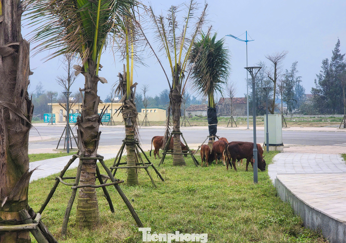 Khuôn viên quảng trường biển thành nơi chăn thả gia súc.