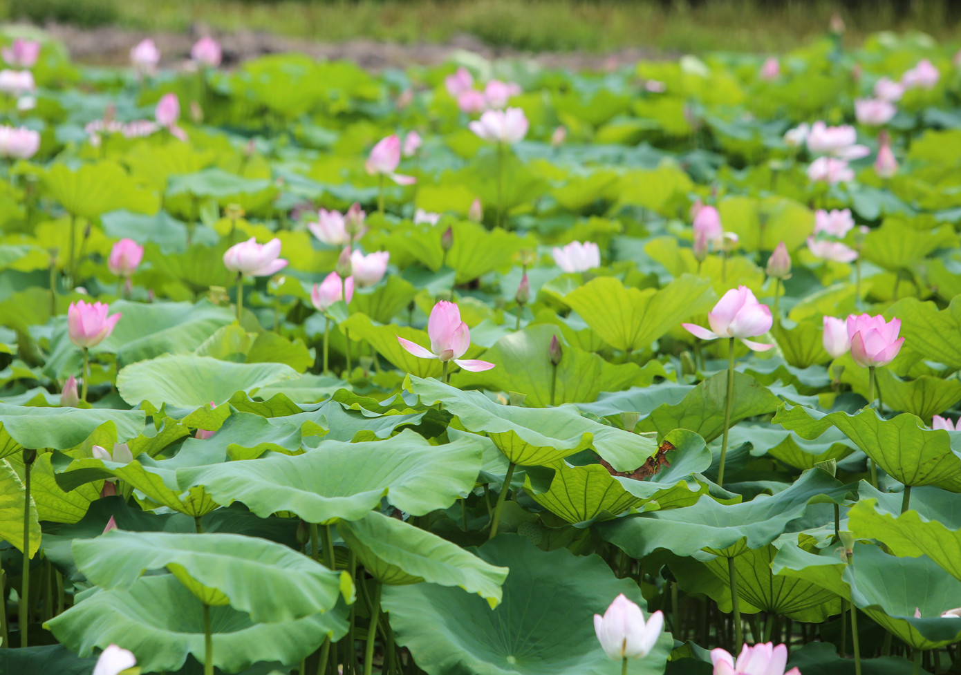 Tại cánh đồng Đồng Múc ở xã Tiên Điền (xã Xuân Mỹ, huyện Nghi Xuân cũ), những đầm sen rộng cả ha đang đua sắc khoe nở.