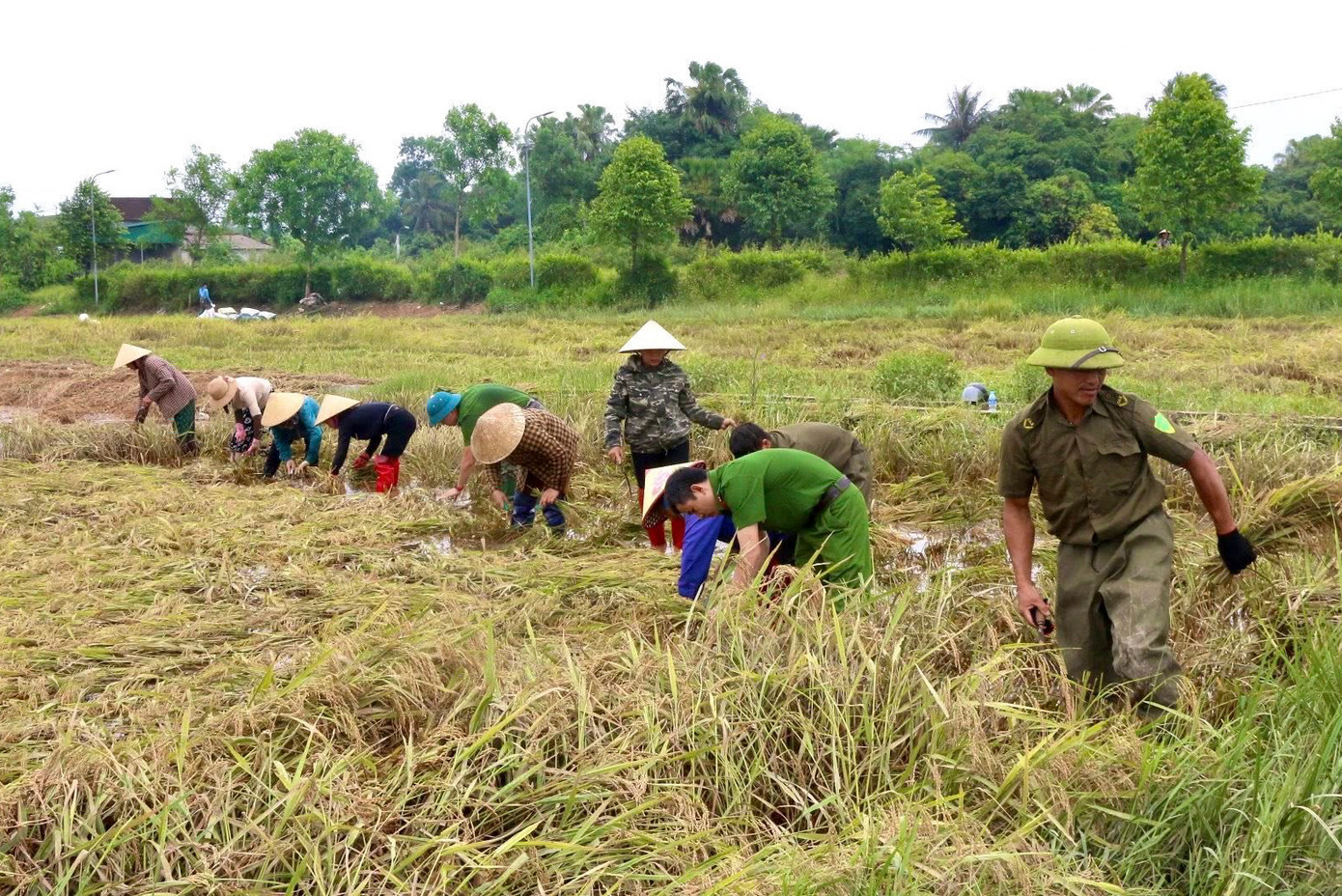 Ngay khi lũ rút, lực lượng Công an đã xuống đồng, hỗ trợ người dân thu hoạch diện tích lúa bị ngập, chạy đua với thời gian để giảm thiểu thiệt hại.