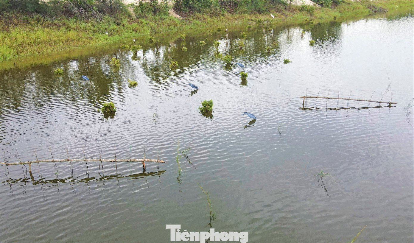 “Trên ngọn cây hay dưới đám ruộng đâu đâu cũng là bẫy chim dày đặc. Chim giả bằng xốp, chim cò, cói thật được thợ săn rải khắp các vùng. Khi đàn chim di cư bay qua sẽ sà xuống nghỉ cánh. Lúc vướng phải bẫy không con nào có thể thoát được”, một người dân xã Cổ Đạm (huyện Nghi Xuân) chia sẻ.