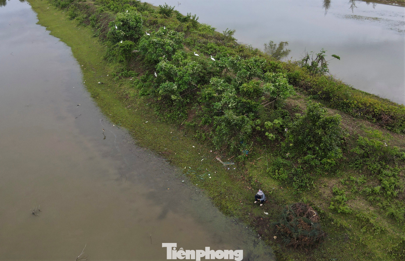 Ông Trần Thanh Tường - Hạt trưởng Hạt kiểm lâm huyện Nghi Xuân cho biết, nhiều tuần qua đơn vị đã phối hợp với công an, chính quyền địa phương ra quân phá dỡ lùm bẫy, tiêu hủy cò giả, lưới, que tẩm nhựa săn bắt chim trời trái phép.