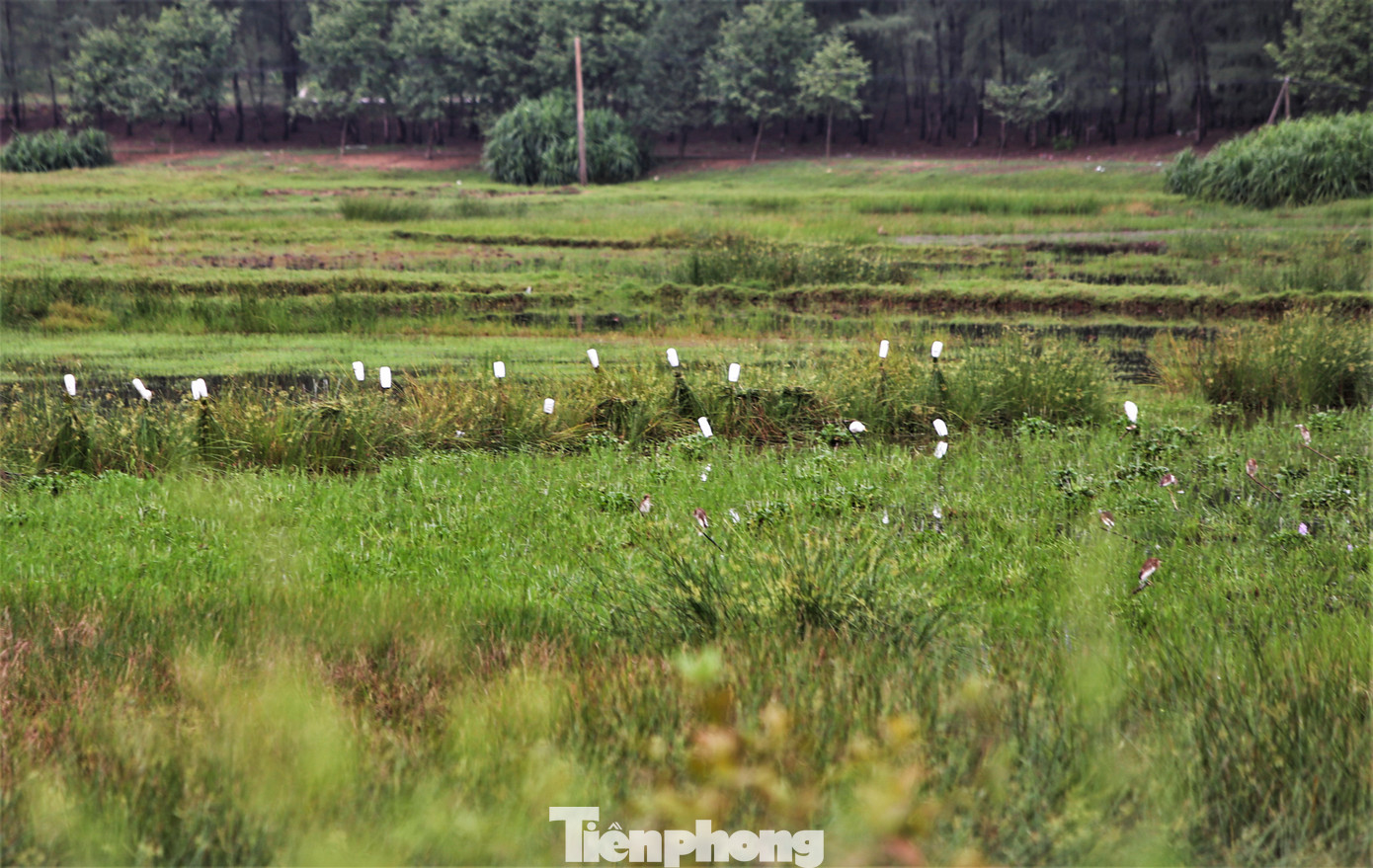 Theo ghi nhận của PV Tiền Phong, dọc theo con đường ven biển các huyện Nghi Xuân, Lộc Hà, Thạch Hà, Cẩm Xuyên... có hàng nghìn hecta rừng cây, xen lẫn đầm phá. Nơi đây xuất hiện hàng loạt điểm bẫy chim trời.