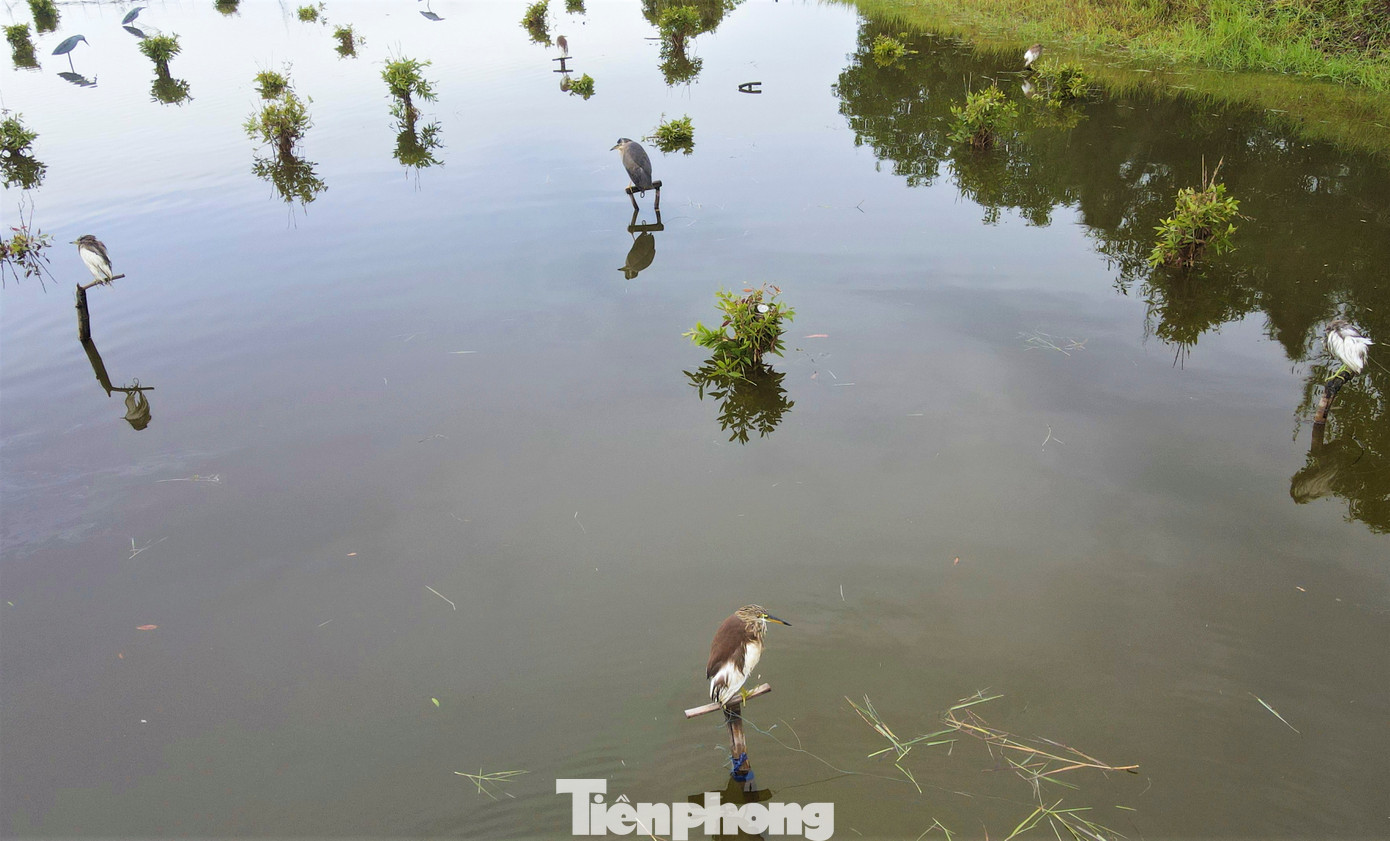 Các điểm bẫy chim thường được “thợ săn” giăng “thiên la địa võng” với đủ loại bẫy nhựa dính, lưới.