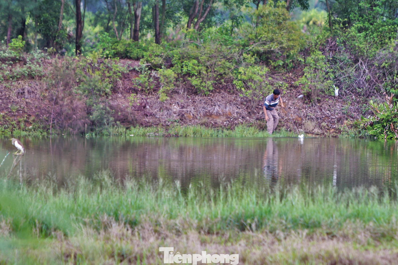 “Tình trạng săn bắt, mua bán trái phép các loài động vật hoang dã, chim tự nhiên trên địa bàn đã giảm nhiều so với các năm song chưa thể triệt để. Tại một số xã ven biển như Cổ Đạm, Xuân Liên, Xuân Yên... vẫn còn tình trạng săn bắt chim tự nhiên trở lại”, ông Tường nói. Trong hình là cảnh người bẫy trộm chim canh sẵn để thu chiến lợi phẩm khi có chim dính bẫy.