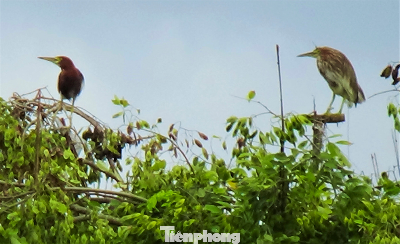 “Trên ngọn cây hay dưới đám ruộng đâu đâu cũng là bẫy chim dày đặc. Chim giả bằng xốp, chim cò, cói thật được thợ săn rải khắp các vùng. Khi đàn chim di cư bay qua sẽ sà xuống nghỉ cánh. Lúc vướng phải bẫy không con nào có thể thoát được”, một người dân xã Cổ Đạm (huyện Nghi Xuân) chia sẻ.