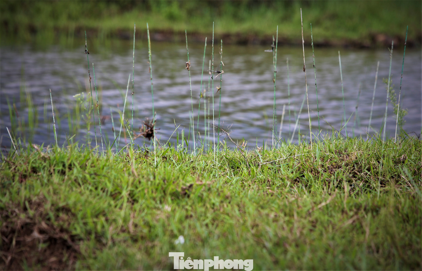 Bẫy keo dính được dùng bôi lên thanh tre hoặc nhựa là loại siêu dính, chỉ cần lông chim chạm vào sẽ không thể thoát ra, càng vùng vẫy thì càng dính chặt hơn.