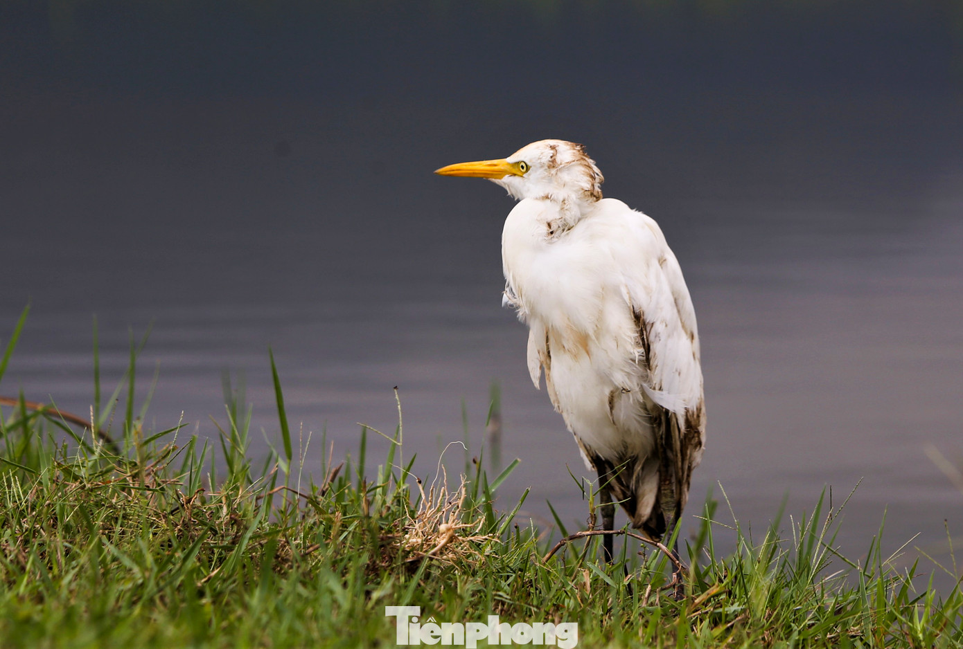 Mỗi vị trí, nhóm người đánh bắt chim sử dụng mồi dụ là chim giả bằng xốp hoặc các loại chim cò, cói, vạc... còn sống.