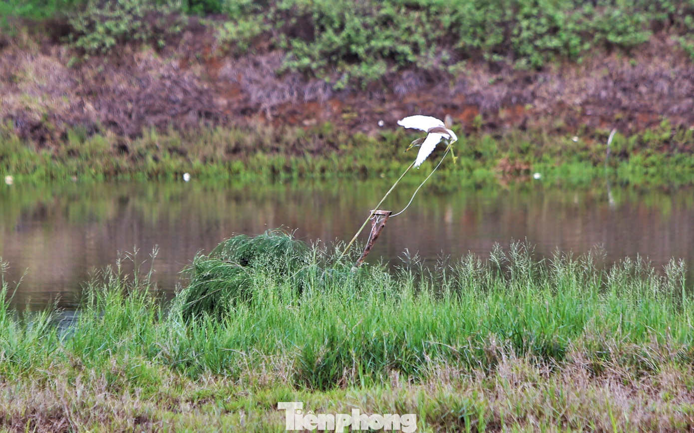 Thợ bẫy trộm chim nấp dưới lán dựng bằng các nhánh cây, dùng chim thật đã buộc dây để dẫn dụ đàn chim lạ sà xuống.