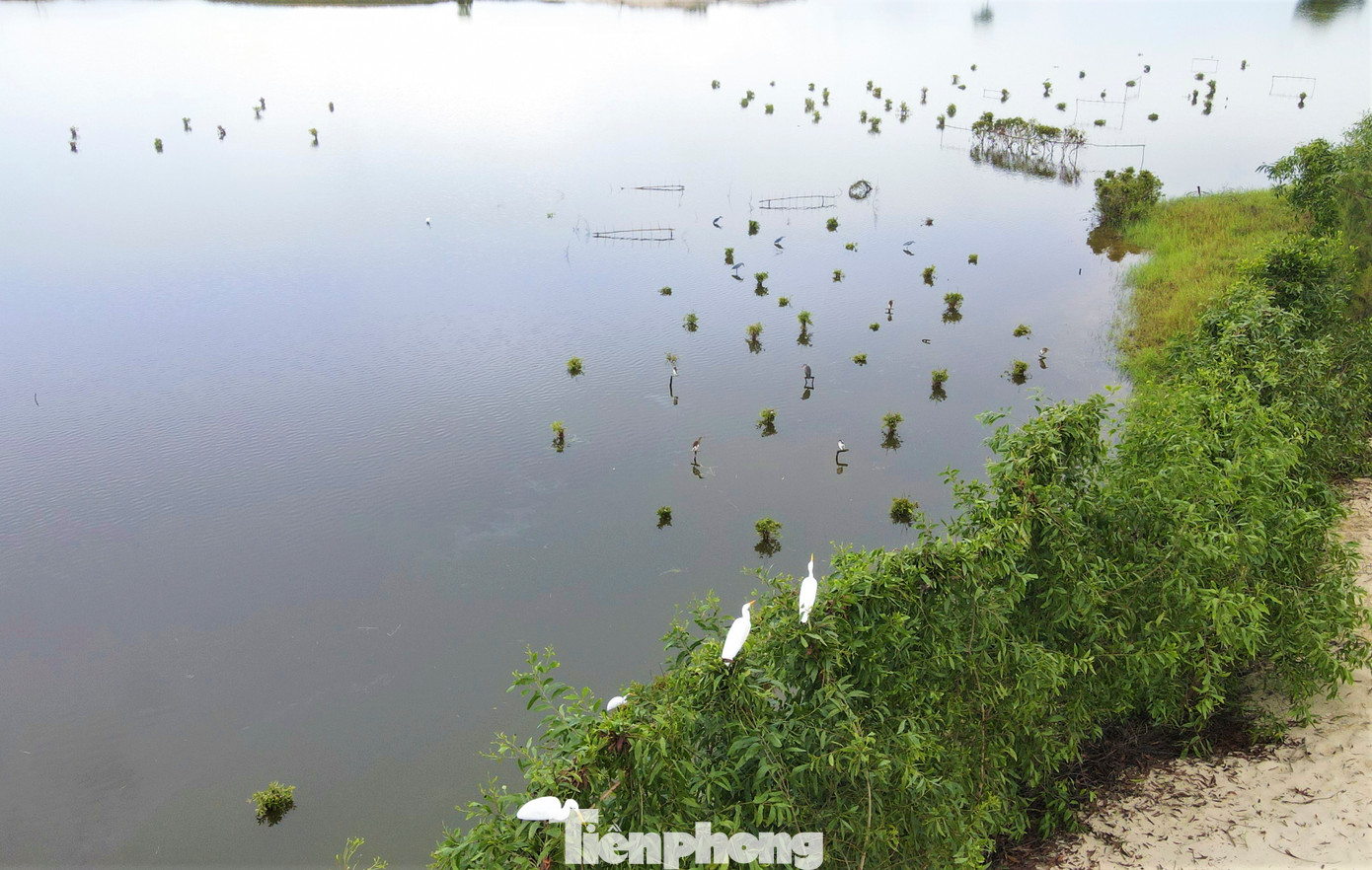 Những ngày cuối tháng 9, Hà Tĩnh bắt đầu bước vào mùa mưa bão, từng đàn chim trời kéo vào bờ trú ngụ, kiếm ăn. Đây cũng là lúc người dân các xã vùng biển sử dụng đủ loại “ma trận” bẫy, bắt chim trời.