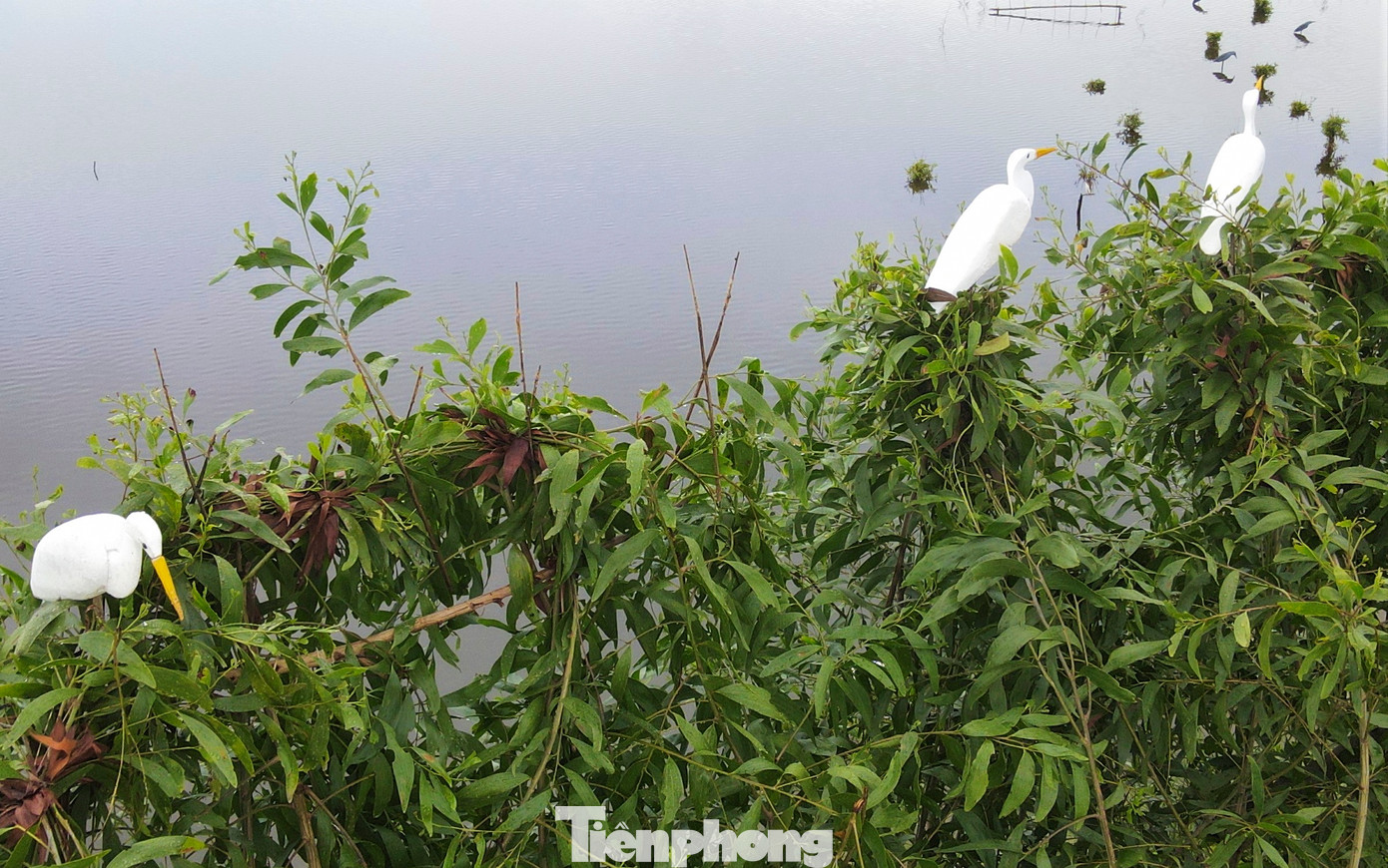 “Trên ngọn cây hay dưới đám ruộng đâu đâu cũng là bẫy chim dày đặc. Chim giả bằng xốp, chim cò, cói thật được thợ săn rải khắp các vùng. Khi đàn chim di cư bay qua sẽ sà xuống nghỉ cánh. Lúc vướng phải bẫy không con nào có thể thoát được”, một người dân xã Cổ Đạm (huyện Nghi Xuân) chia sẻ.