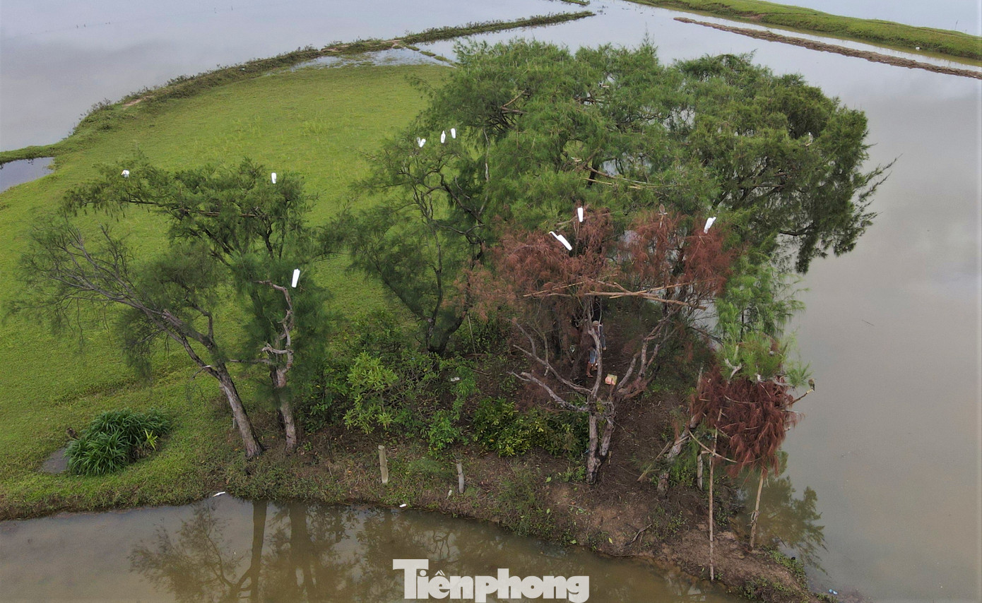 Người dân địa phương cho biết, việc bẫy chim diễn ra cả ngày lẫn đêm. Từ đám ruộng đến những cây phi lao cao 5-7m trở thành địa hình lý tưởng cho việc bẫy chim.