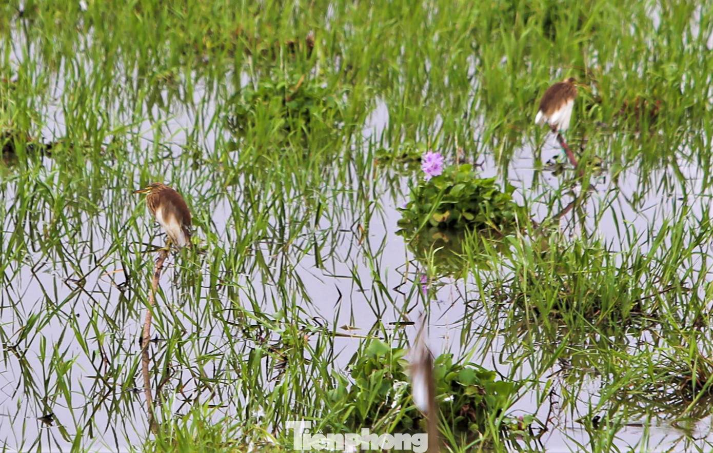 “Trên ngọn cây hay dưới đám ruộng đâu đâu cũng là bẫy chim dày đặc. Chim giả bằng xốp, chim cò, cói thật được thợ săn rải khắp các vùng. Khi đàn chim di cư bay qua sẽ sà xuống nghỉ cánh. Lúc vướng phải bẫy không con nào có thể thoát được”, một người dân xã Cổ Đạm (huyện Nghi Xuân) chia sẻ.