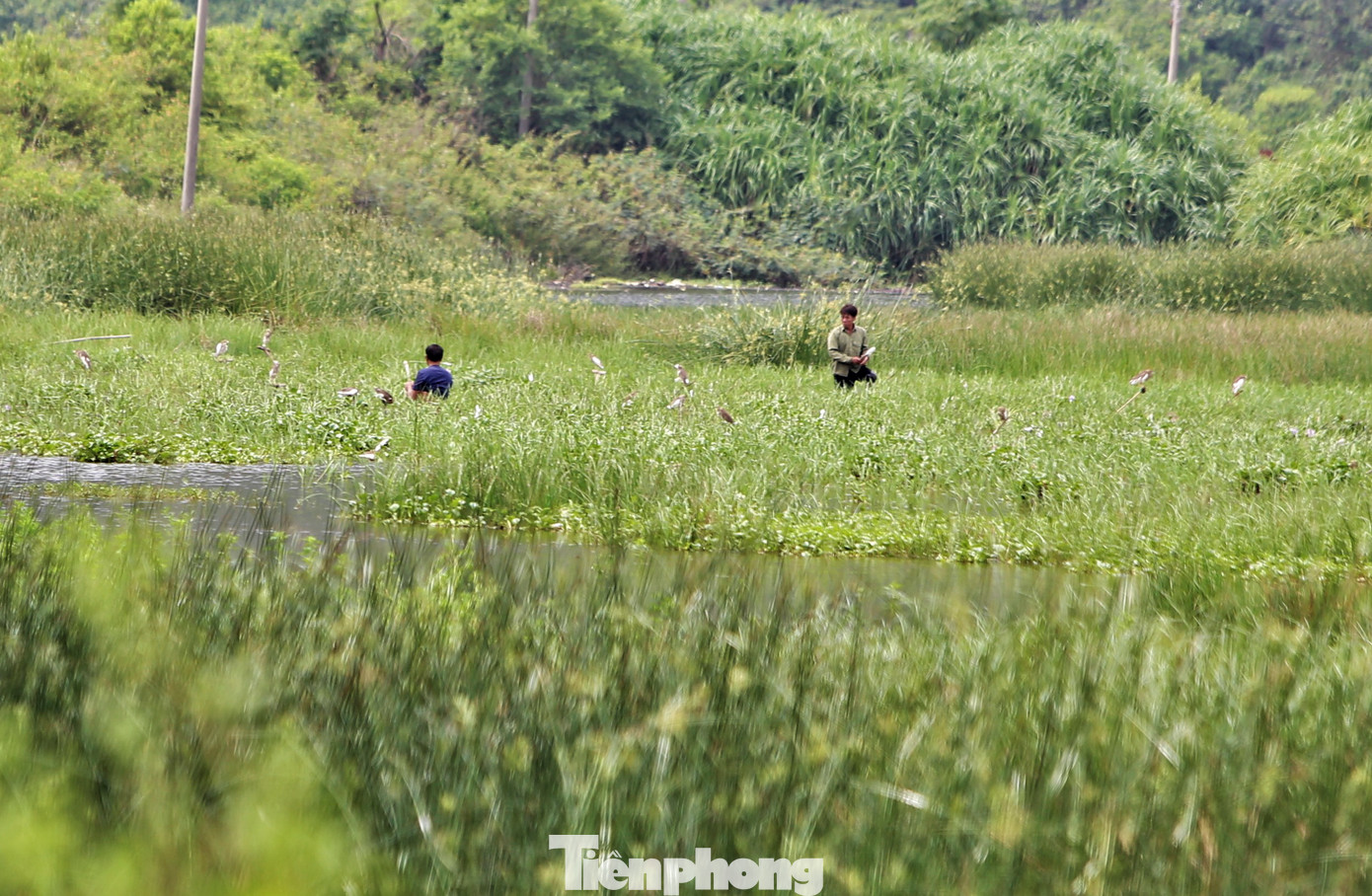 Dù lực lượng chức năng tuyên truyền và ra quân xử lý song tình trạng săn bắt chim tự nhiên còn diễn ra nhiều. “Ma trận” bẫy chim vẫn dày đặc trên các cánh đồng, ngọn cây ở Hà Tĩnh.