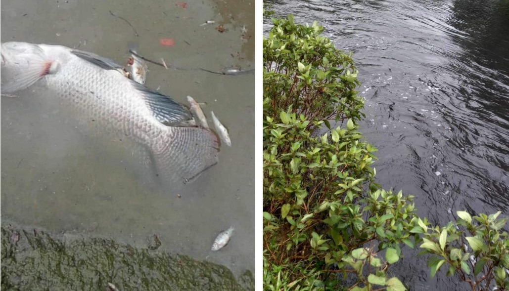 Cho rằng trại lợn xả chất thải ra môi trường làm cá chết, người dân tập trung trước trại, căng băng rôn kêu cứu.