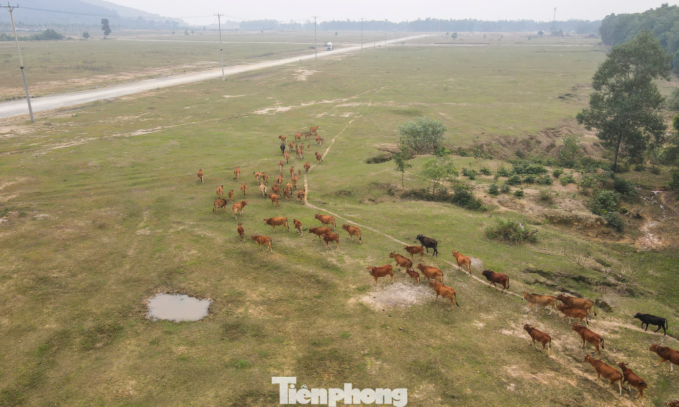 Khu đất rộng hàng chục ha của cụm công nghiệp hoang vắng nhà đầu tư, thành nơi chăn thả gia súc.